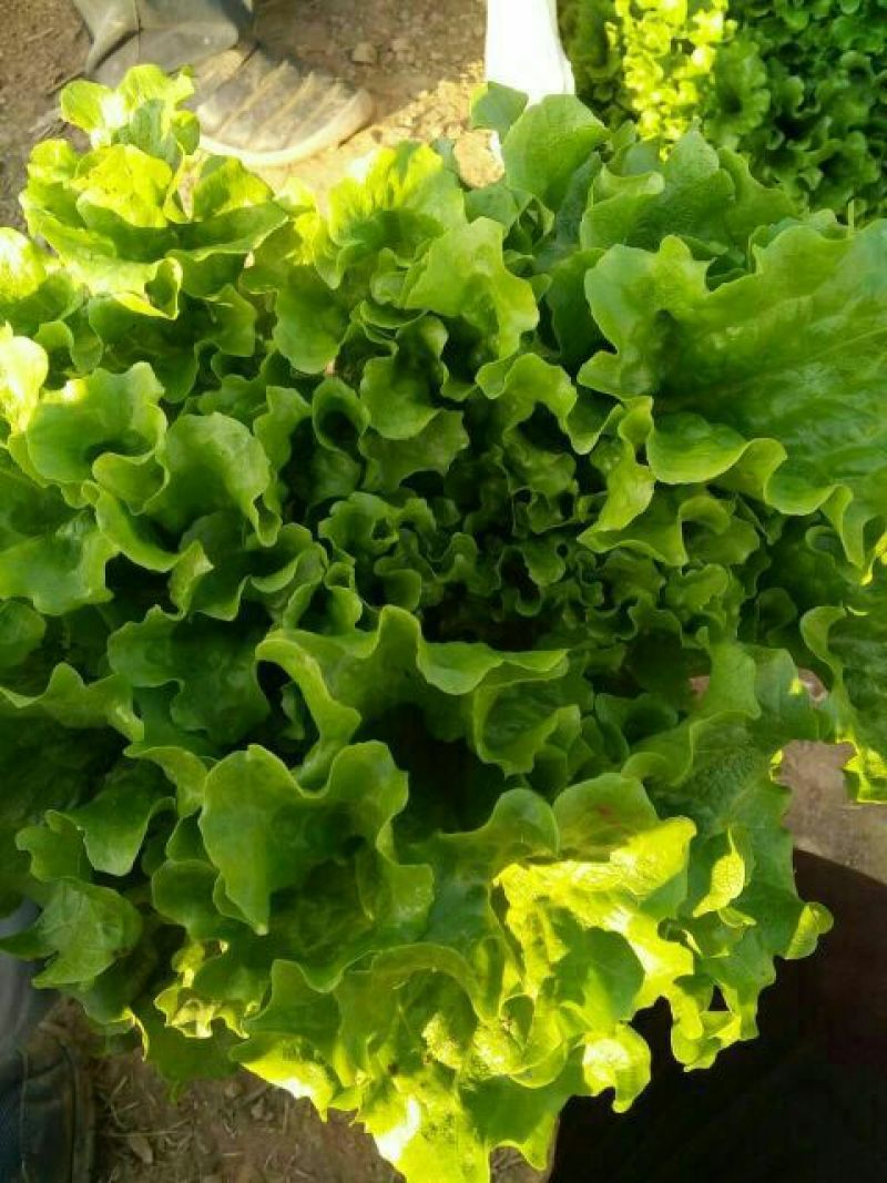 散叶生菜4两~5两
