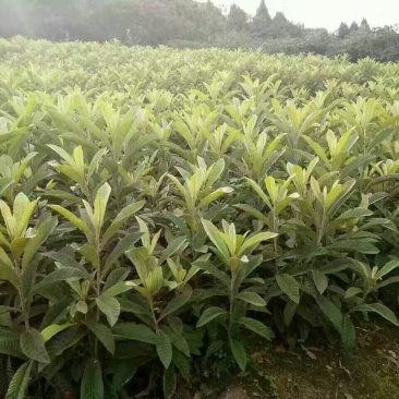 枇杷树苗30~50cm