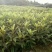枇杷树苗30~50cm