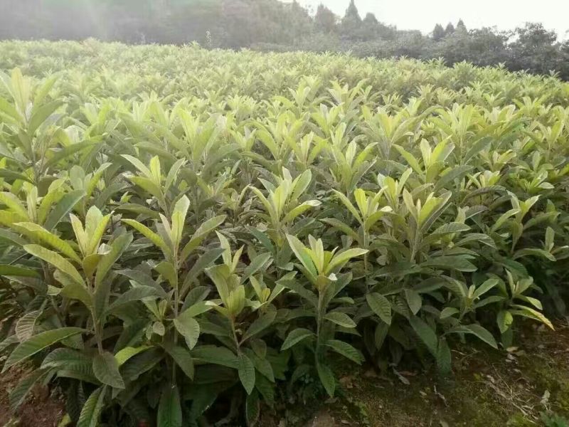 枇杷树苗30~50cm