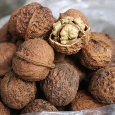 桐子果去皮干