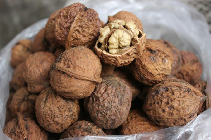 桐子果去皮干