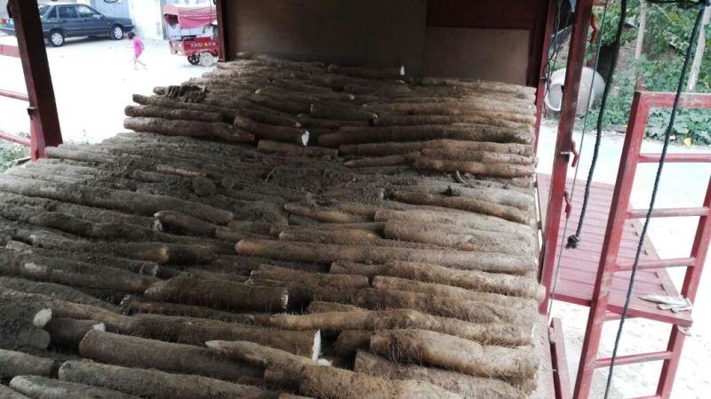 精品九斤黄山药湖北襄阳产区