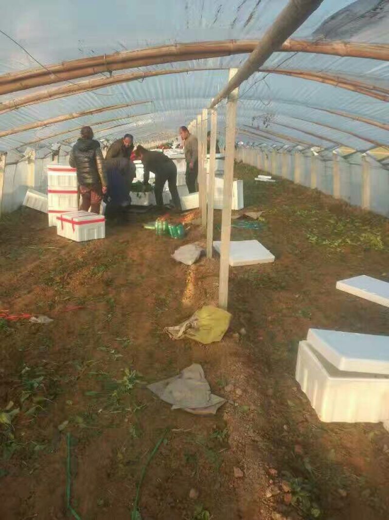 秋菠菜20~25厘米