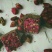 玫瑰花茶