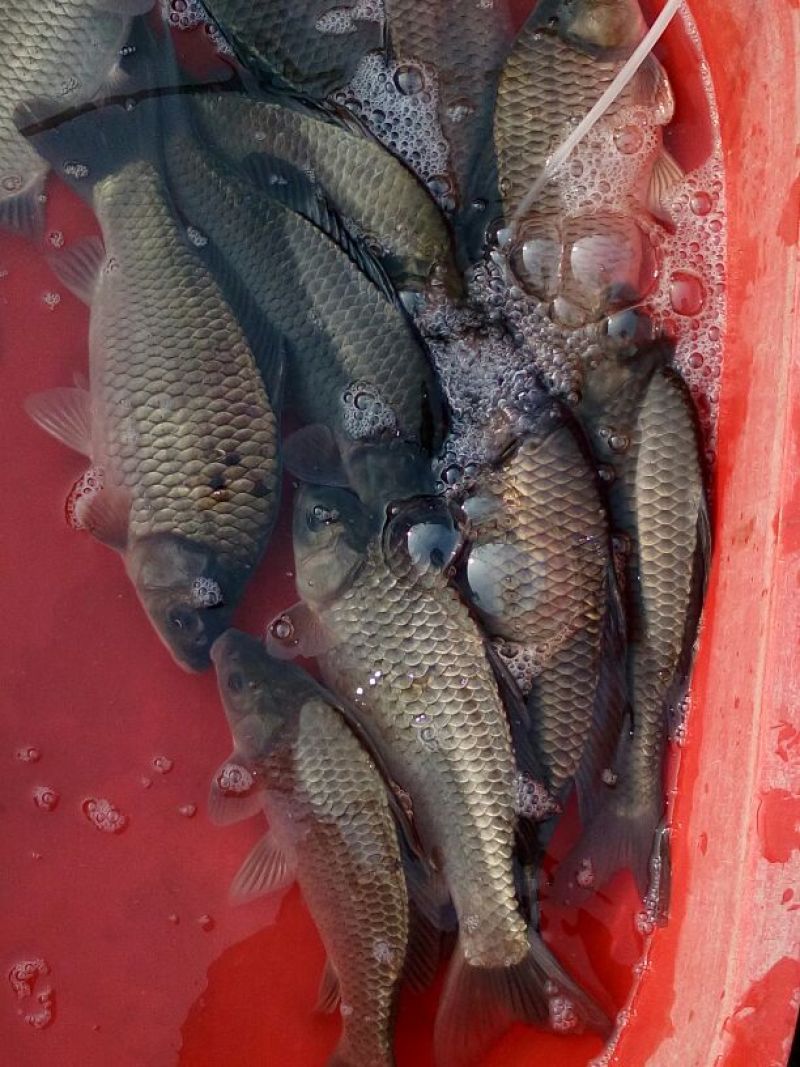 鲫鱼食用