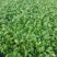 小叶菠菜15~20厘米