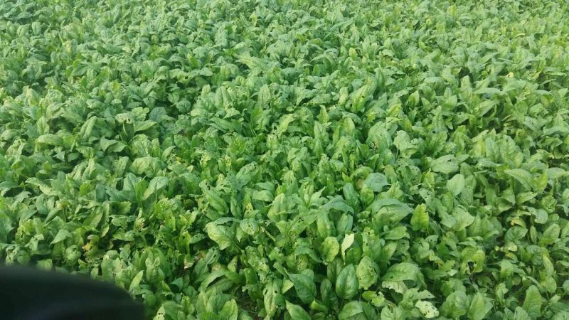 小叶菠菜15~20厘米