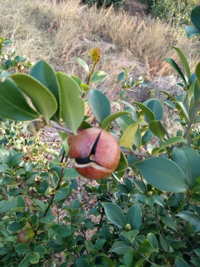 茶油