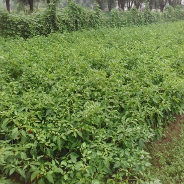 鲜辣椒10~15厘米红