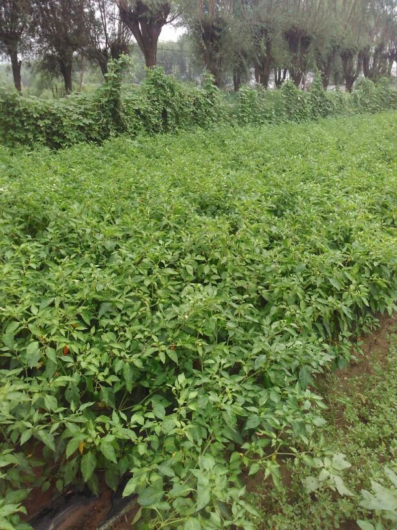 鲜辣椒10~15厘米红