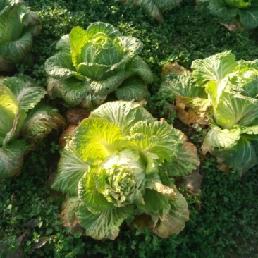 白花菜散装