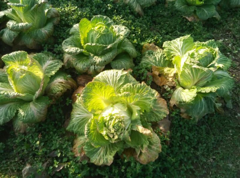 白花菜散装