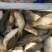 鲤鱼食用0.5~1公斤