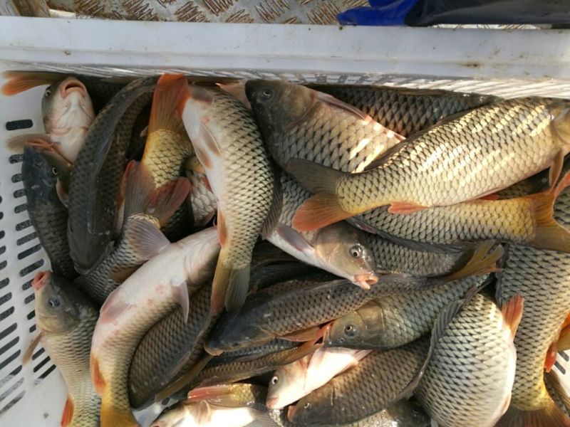 鲤鱼食用0.5~1公斤