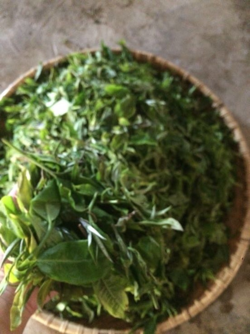 普洱茶