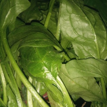 大叶菠菜30~35厘米