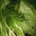 大叶菠菜30~35厘米
