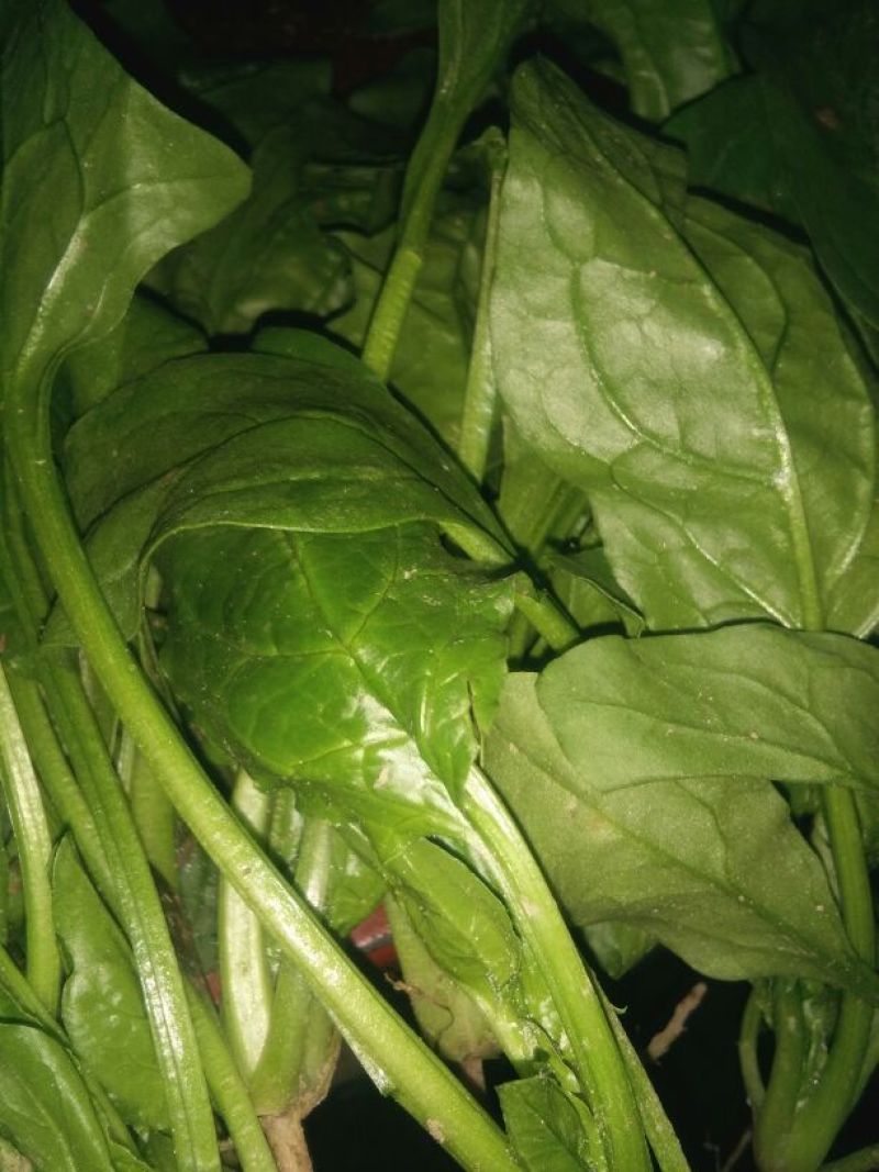 大叶菠菜30~35厘米