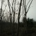 黄山栾树10~12cm8~10cm4米以上