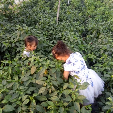 白萝卜2~2.5斤起