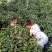 白萝卜2~2.5斤起