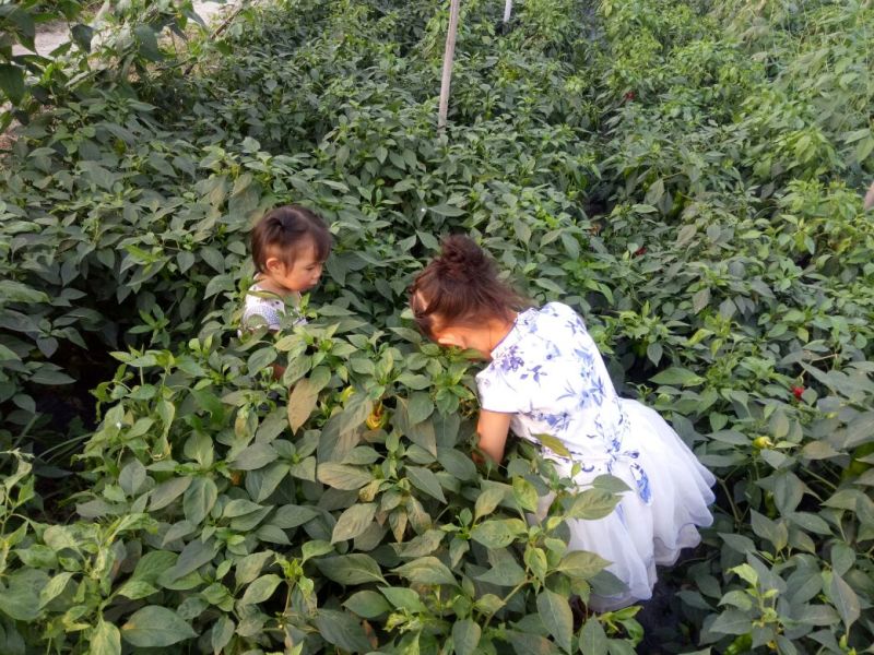 白萝卜2~2.5斤起