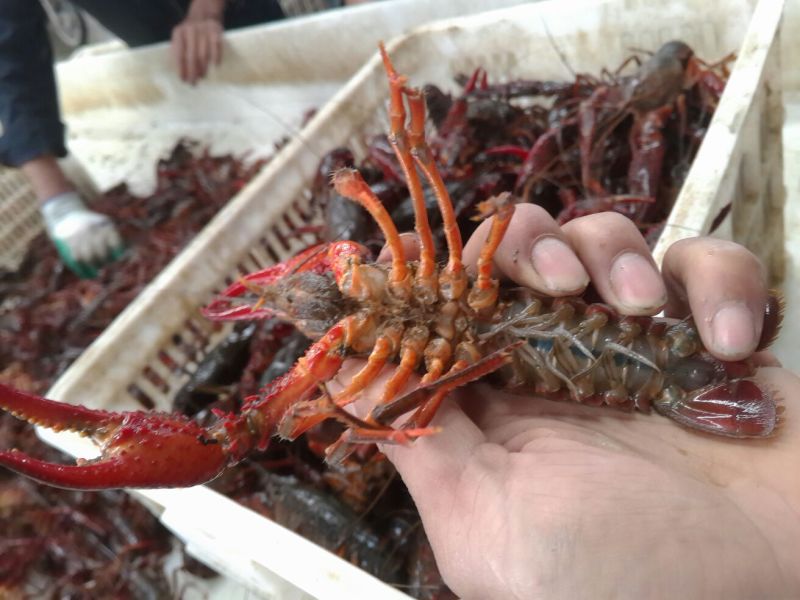 小龙虾食用6~8钱活虾与河蟹混养