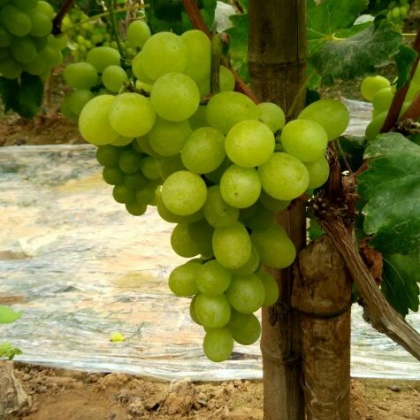 河北邢台市广宗县维多利亚葡萄 1~2斤 5%以下