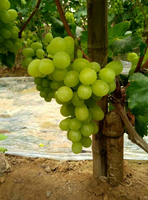 河北邢台市广宗县维多利亚葡萄 1~2斤 5%以下