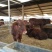利木赞牛犊100~200kg