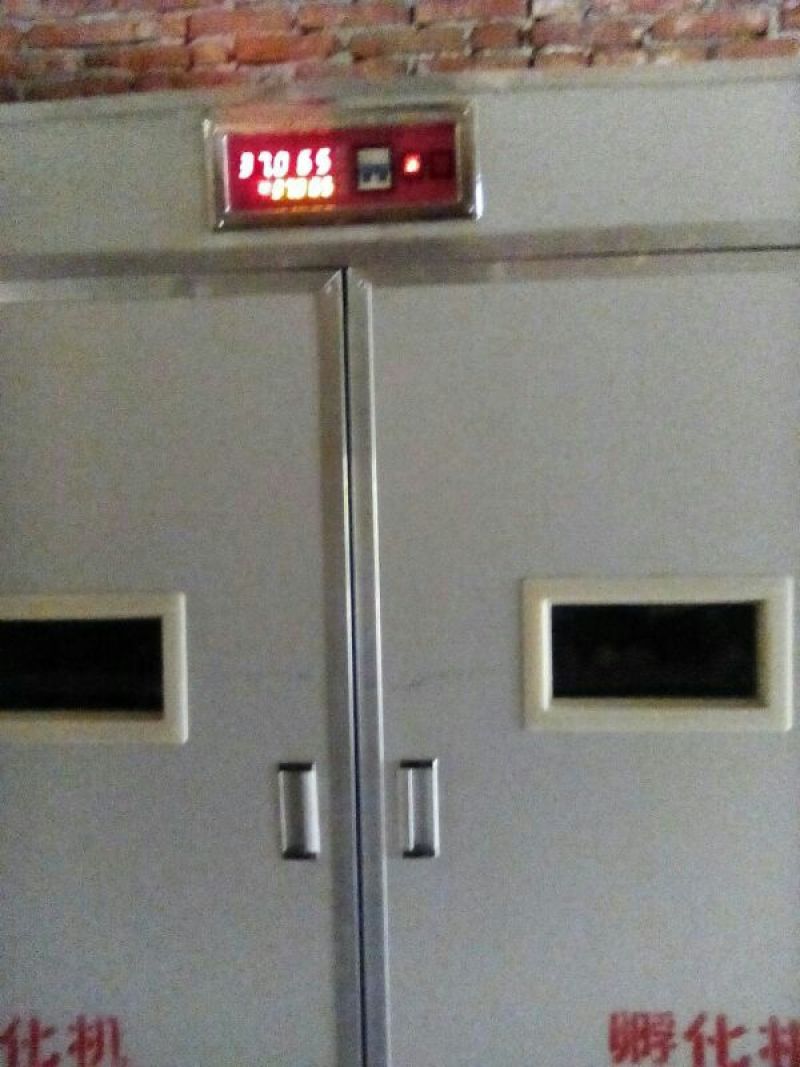 土鸡苗1斤以下