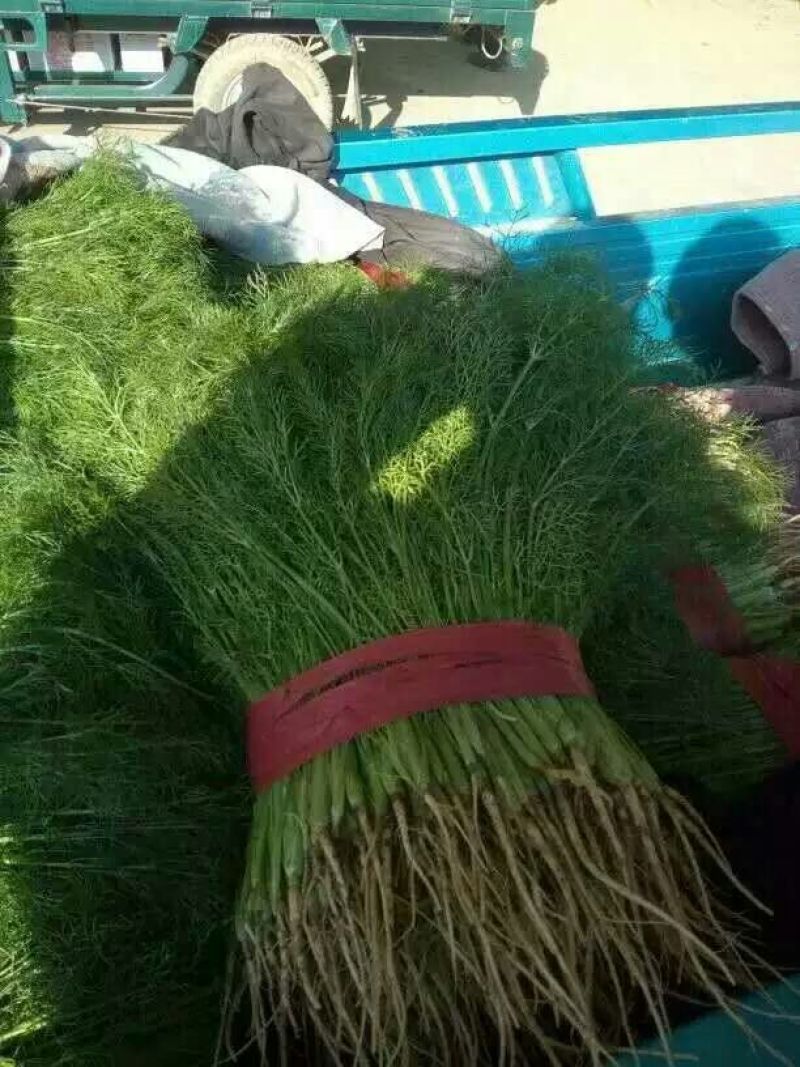 精品小茴香大量上市中，发往各大市场，货源充足