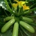 绿宝西葫芦0.6斤以上