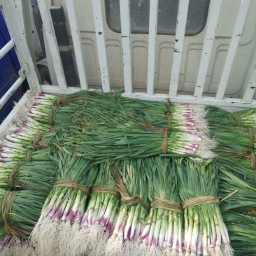 红根蒜苗40~45cm