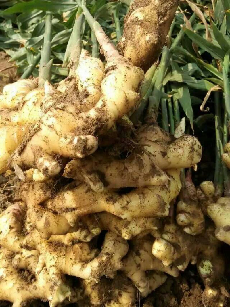 红芽嫩姜产地批发鲜姜大量上市大棚鲜姜货源充足