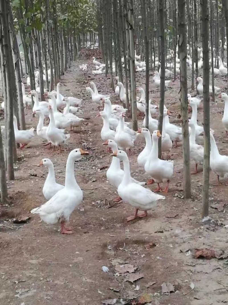 鹅苗