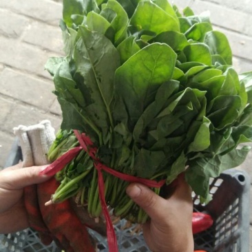 大叶菠菜15~20厘米
