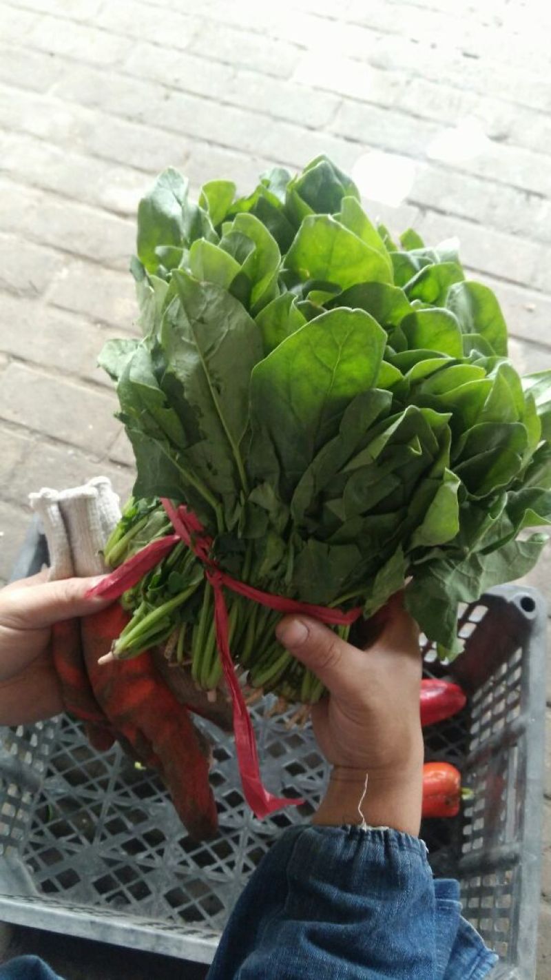 大叶菠菜15~20厘米