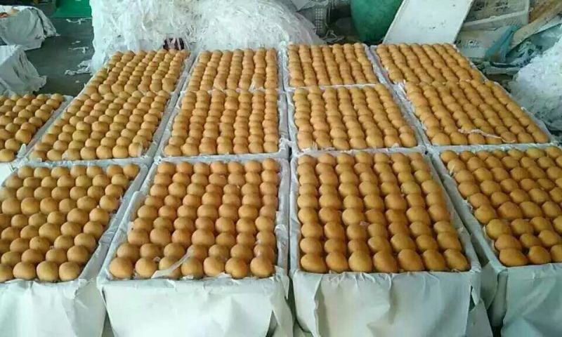 枇杷0.4两以上