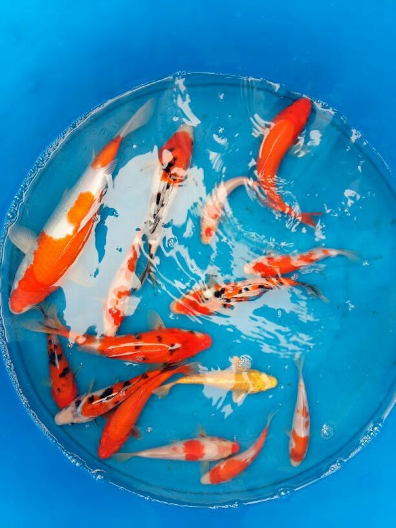 锦鲤饲料0.5~1公斤