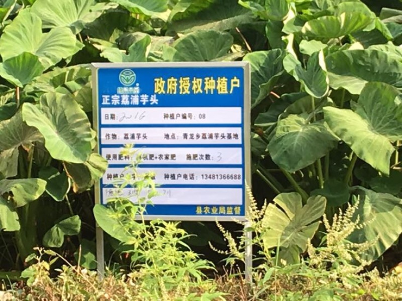 荔浦芋头