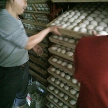 狮头鹅苗250g以下