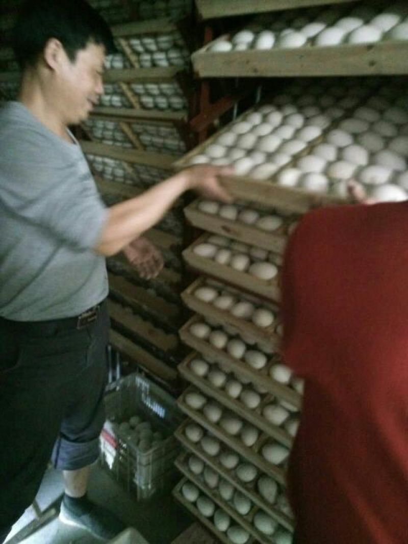 狮头鹅苗250g以下