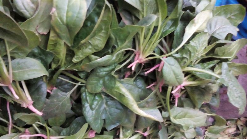 越冬菠菜15~20厘米