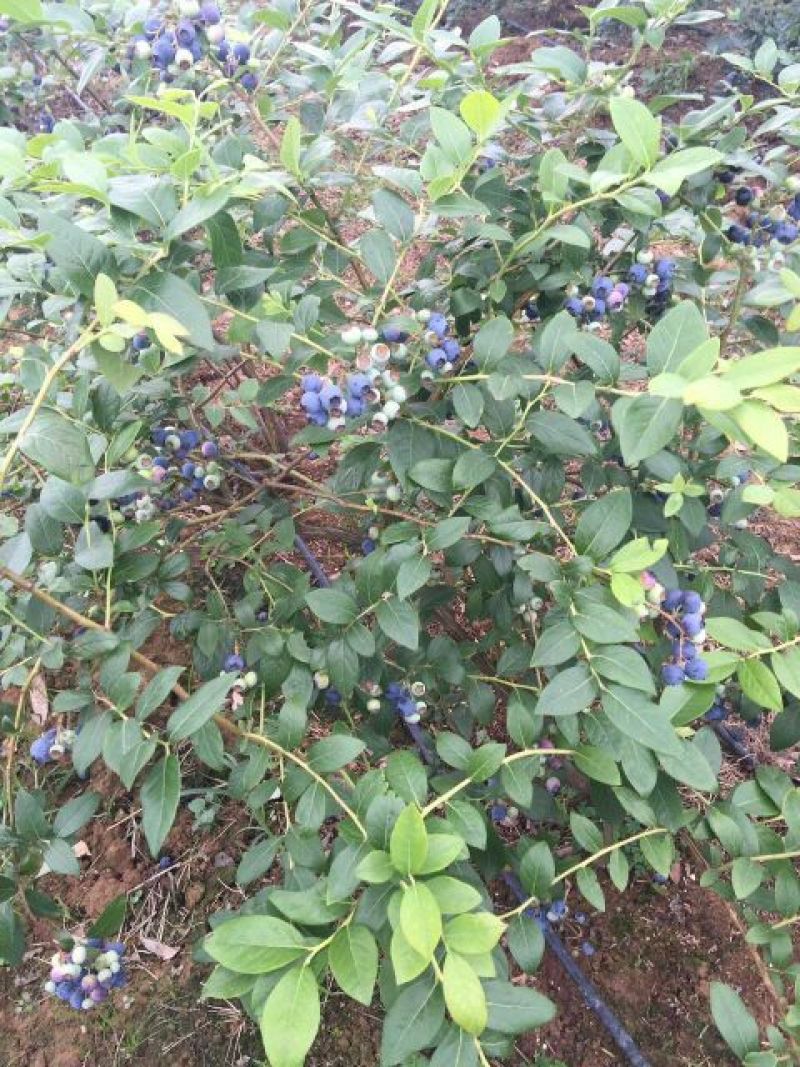蓝莓10~12mm以上