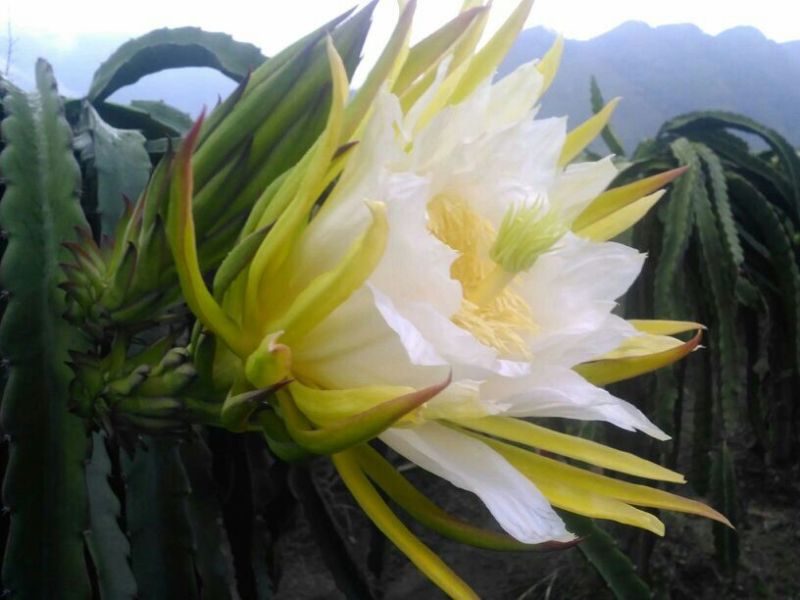 红心火龙果中（5-6两）