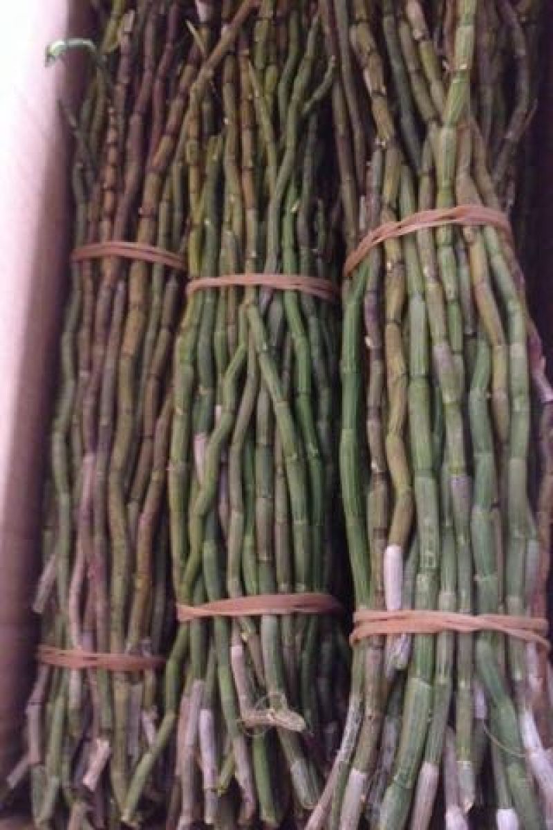 铁皮石斛盆花