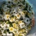 白菊花茶胎菊