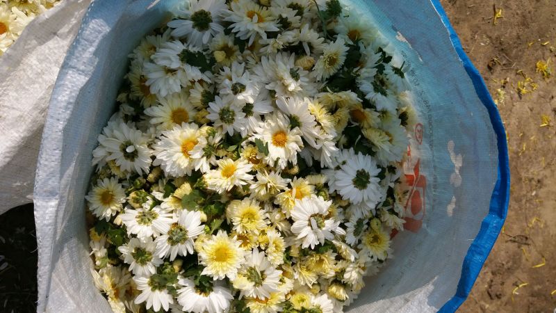 白菊花茶胎菊